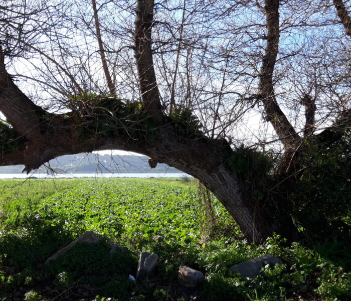 Choupo de Gandra- populus nigra