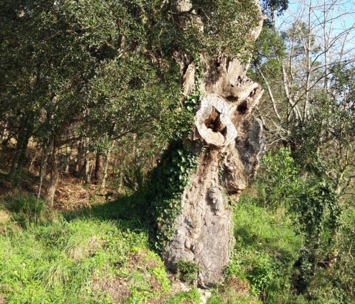 Foto sobreiro- Antas- cerca de 400 anos