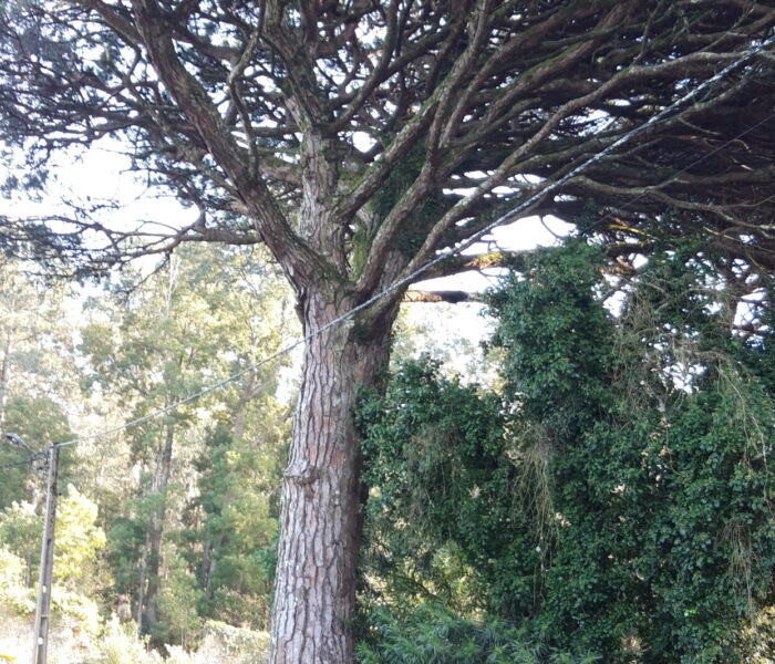 Pinheiro manso-Antas